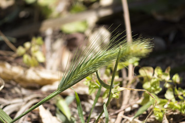 Wheat on ground