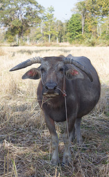 water buffalo