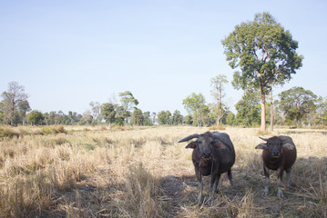 water buffalo