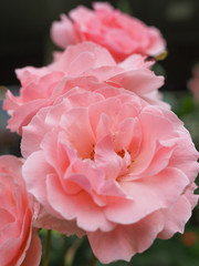 Pink rose flower bloomed in the city park.