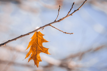 leaf