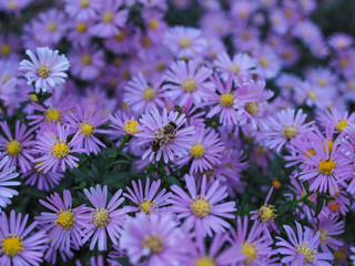 Fototapeta premium Wonderful flowers of the Italian asters blossomed in the city park.