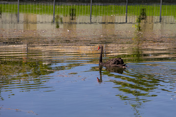 Black Swan floating on the lake surface