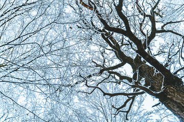 bush branches covered with snow in morning
