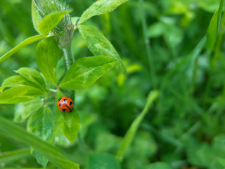 Fototapeta premium テントウムシ