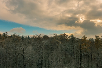 A forest on a cold winter afternoon