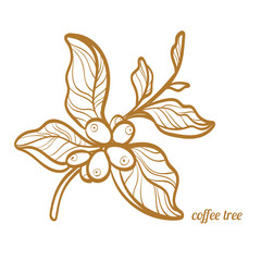 Branch of coffee tree with leaves and natural coffee beans. Botanical contour drawing. Symbol. Vector