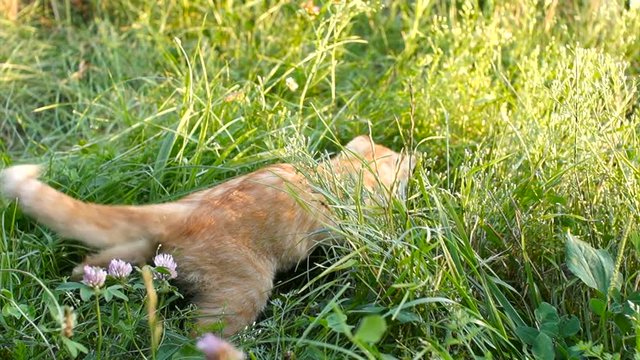 A red funny kitten catches a mouse in a tall grass.