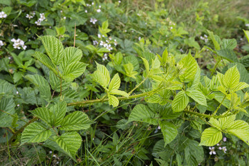 Young green leaves of blackberries in nature.