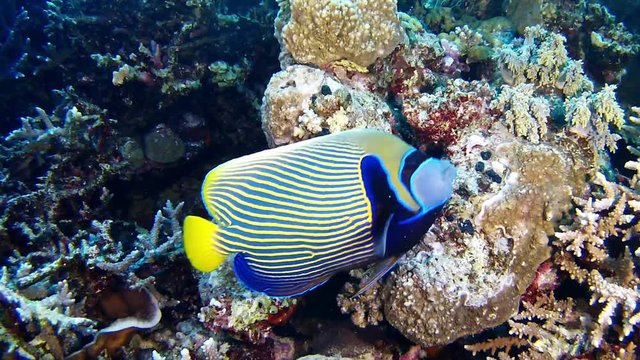 Angel fish - Red sea scuba diving