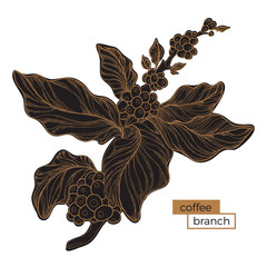 Black branch of coffee tree. Golden hatching. Botanical illustration. Vector - obrazy, fototapety, plakaty