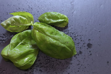 Basil
