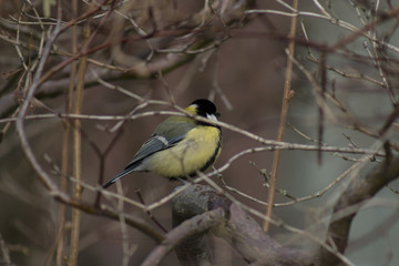 Obraz premium Great tit sitting on a tree branch