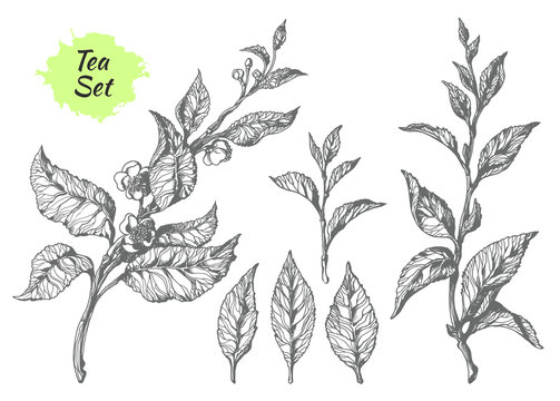 Set of tea bush branches. Botanical drawing. Vector