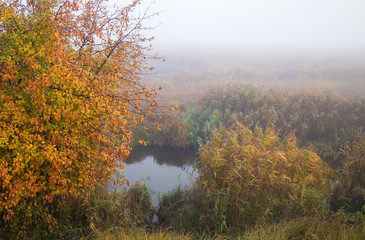 Fish early morning fog on the marsh fall