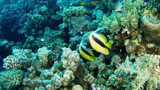 Marine life - Scuba diving in Red Sea - Bannerfishes