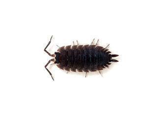 Woodlouse isolated on white