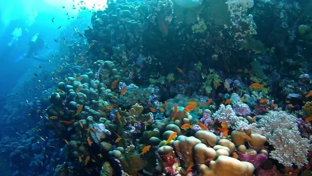 Underwater landscape with coral and anthias fishes