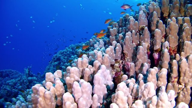 Red sea scuba diving - Coral reef  underwater landscape