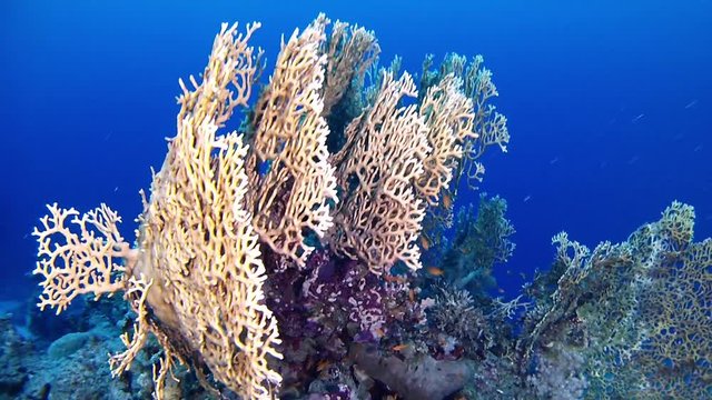 Red Sea underwater landcape coral reef  Deel scuba diving