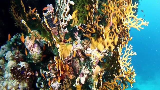 Underwater scene - Coral reef in the Red Sea