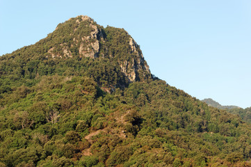 forêt de châtaigniers en montagne de haute Corse