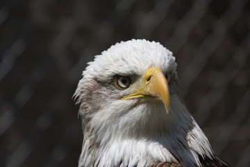 Bald eagle