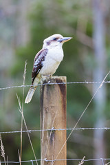 A beautiful kookaburra sitting on a barb wire fence.