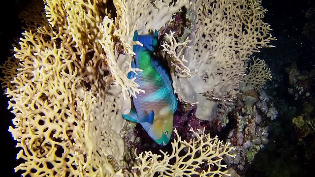 Marine Life - Parrotfish Sleeping In A Coral Reef