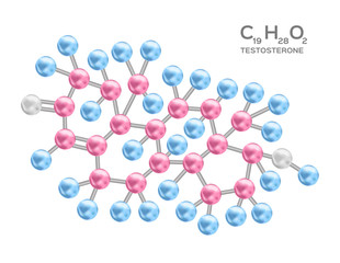 Testosterone structure vector / anatomy