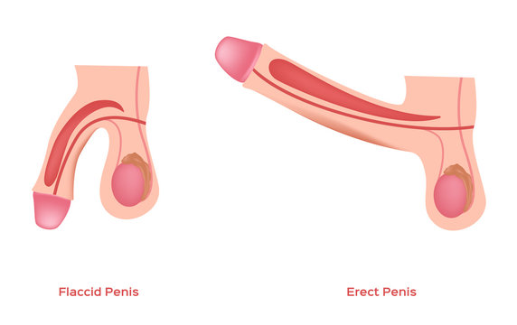 erect and flaccid penis and dick vector / sex education / graphic