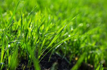 rich green winter crops on the fields in autumn closeup