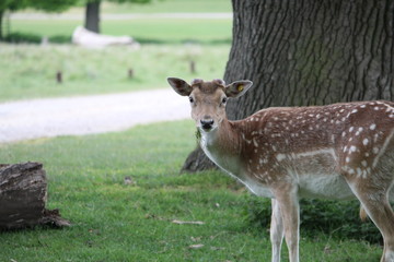 Naklejka na ściany i meble Fallow deer in the park