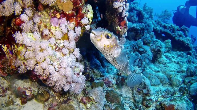 Marine life - Tamboril fish in a coral reef
