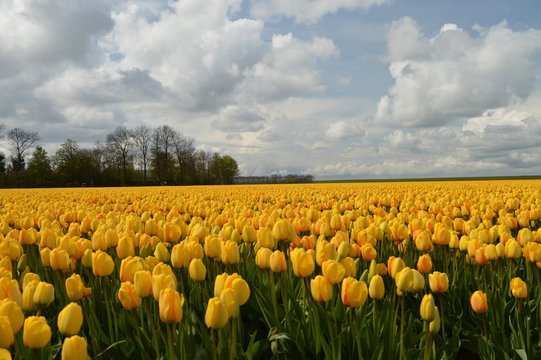 Noordoostpolder, Netherlands, field of tulips.