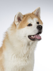 Akita puppy dog portrait. Image taken in a studio with white background.