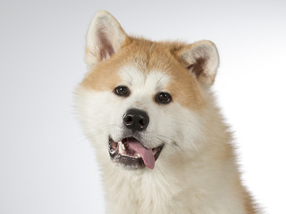 Akita puppy dog portrait. Image taken in a studio with white background.