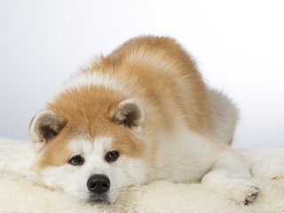Fototapeta premium Akita puppy dog portrait. Image taken in a studio with white background.