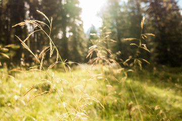 Close up of grass in the forest near Geislergruppe or Gruppo delle Odle mountains in the Dolomites