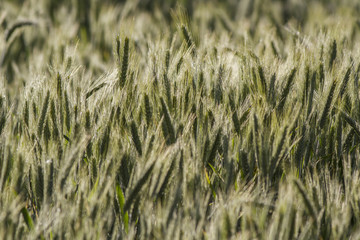 rye. rye in the field during ripening