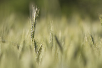 rye. rye in the field during ripening