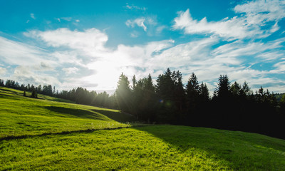 Grassland and forest at sunset on Alpe di Siusi in the Dolomites