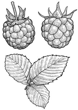 Raspberry illustration, drawing, engraving, ink, line art, vector