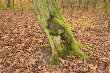 elchgeweihflechte