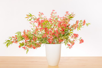 Australian Christmas Bush