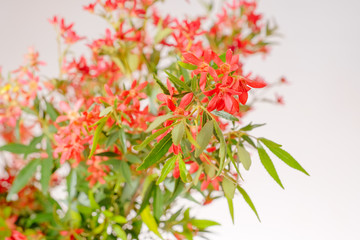 Fototapeta premium Australian Christmas Bush