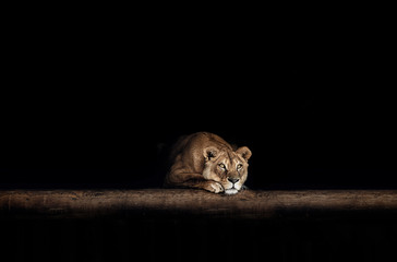 Lioness Portrait in the dark