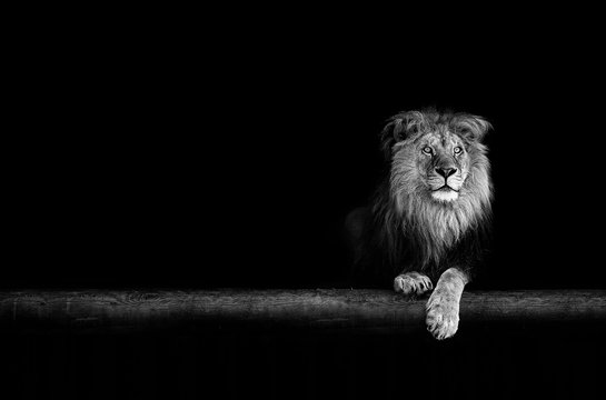 Lion Portrait in the dark