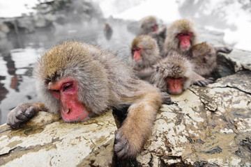 group of snow mongkey in onsen at japan wildlife natural park