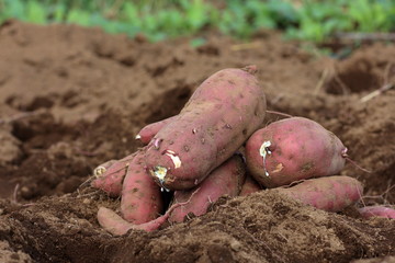 Sweet potato harvest